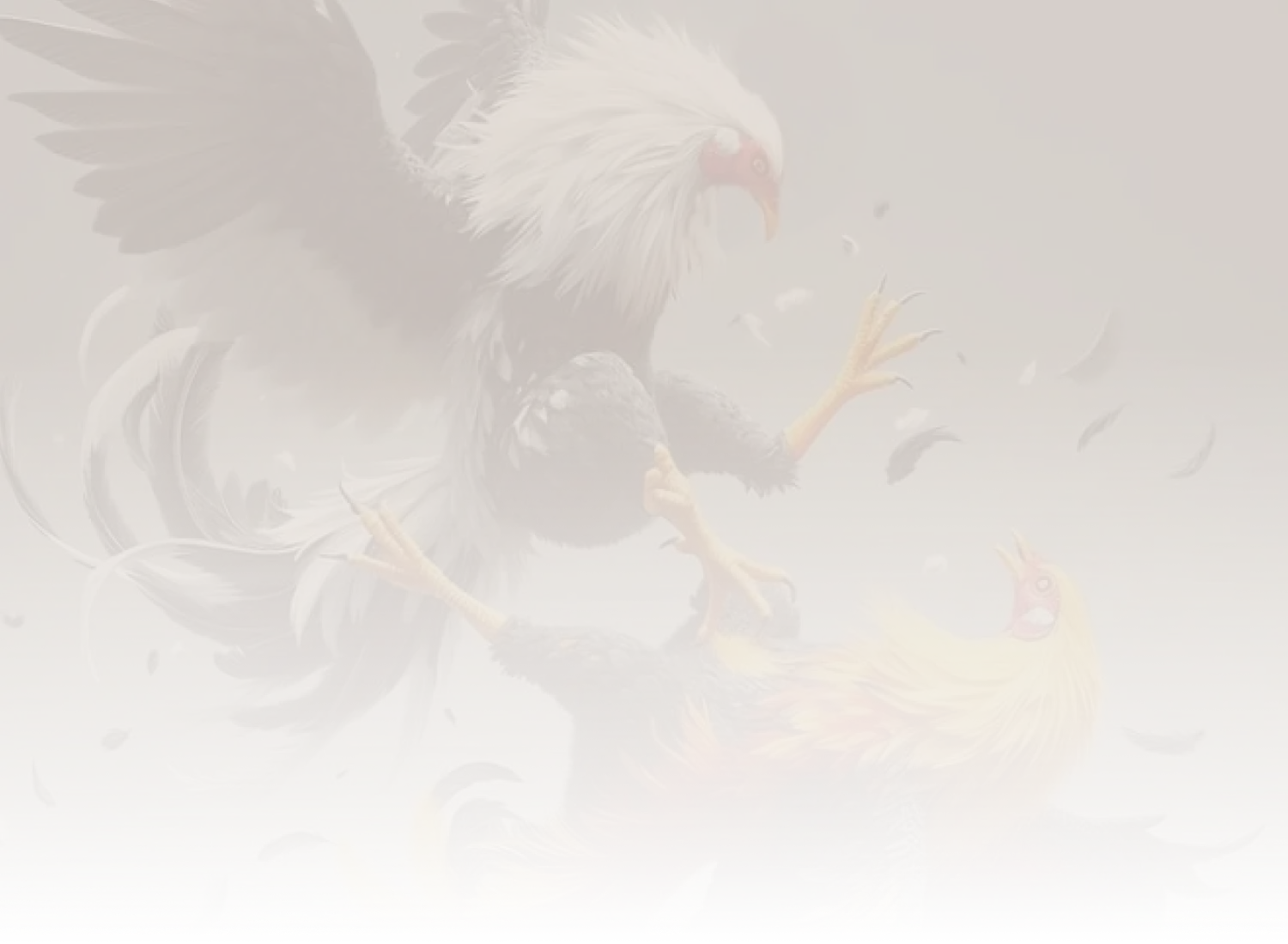 Cock Fight